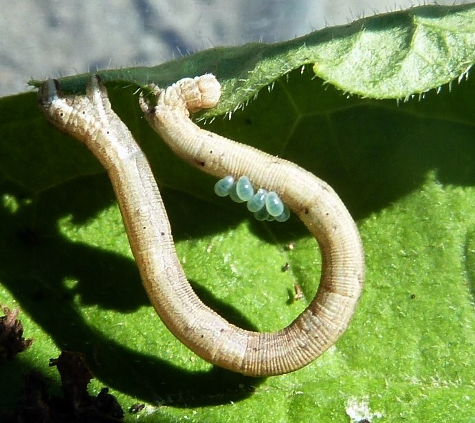 Parassitoidi su Lepidottero: acari? No, Euplectrus sp. (Eulophidae)